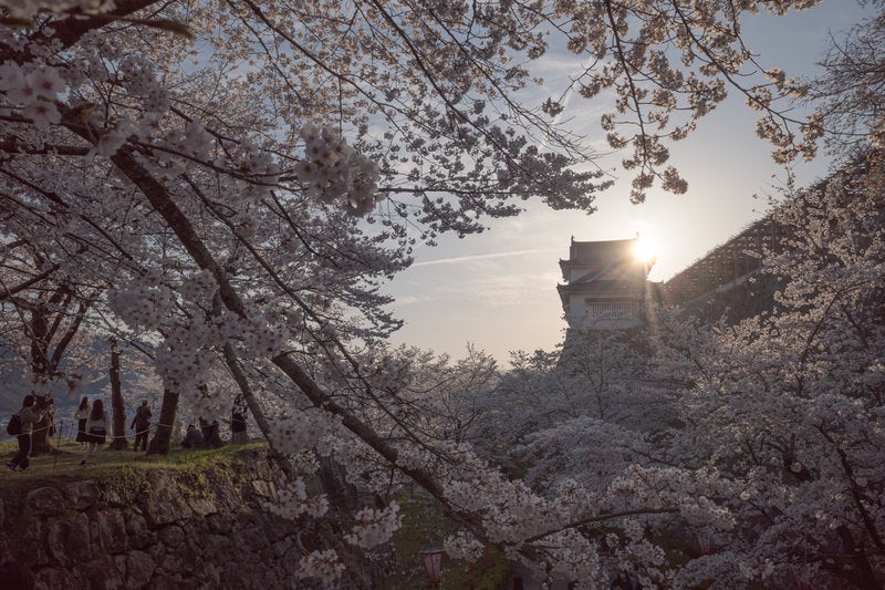 津山城跡備中櫓と花見を楽しむ観光客の写真