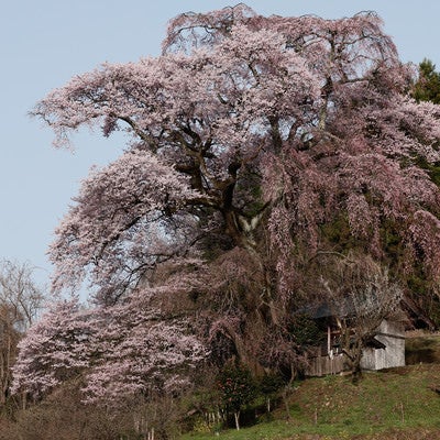天神夫婦桜の影に隠れるお堂の写真