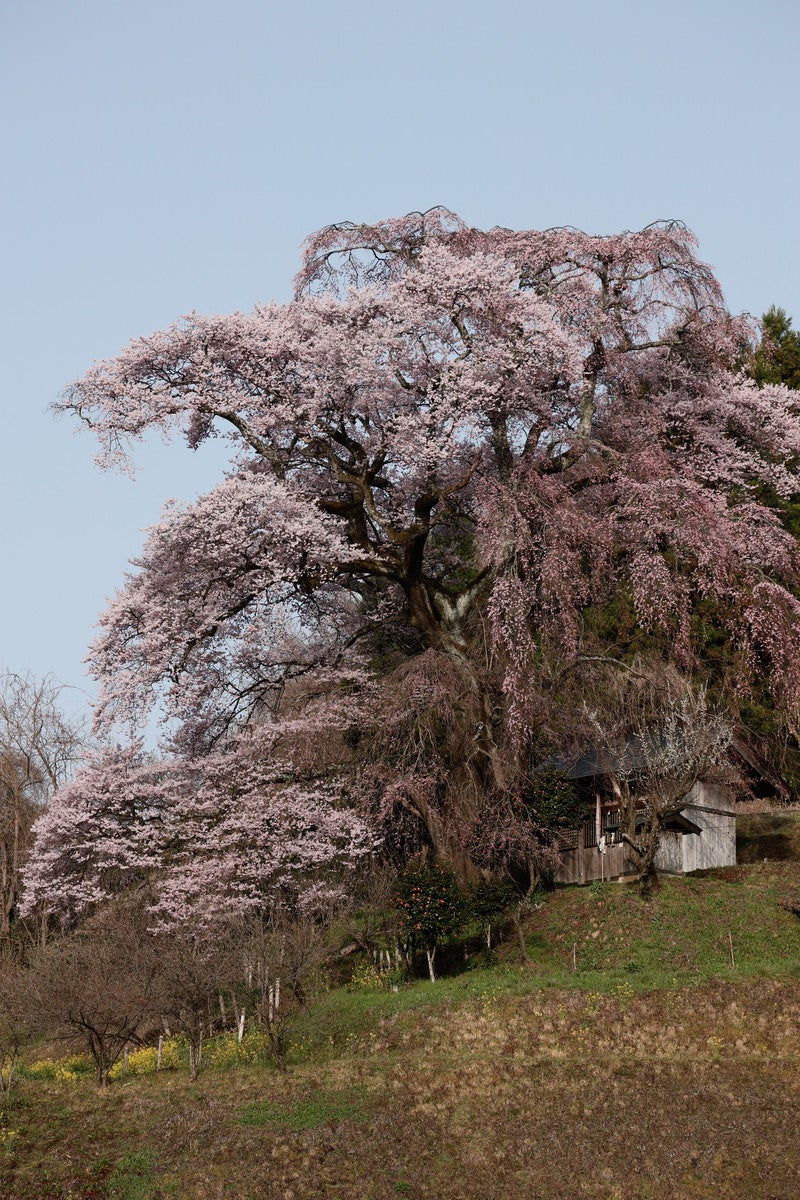「天神夫婦桜の影に隠れるお堂」の写真