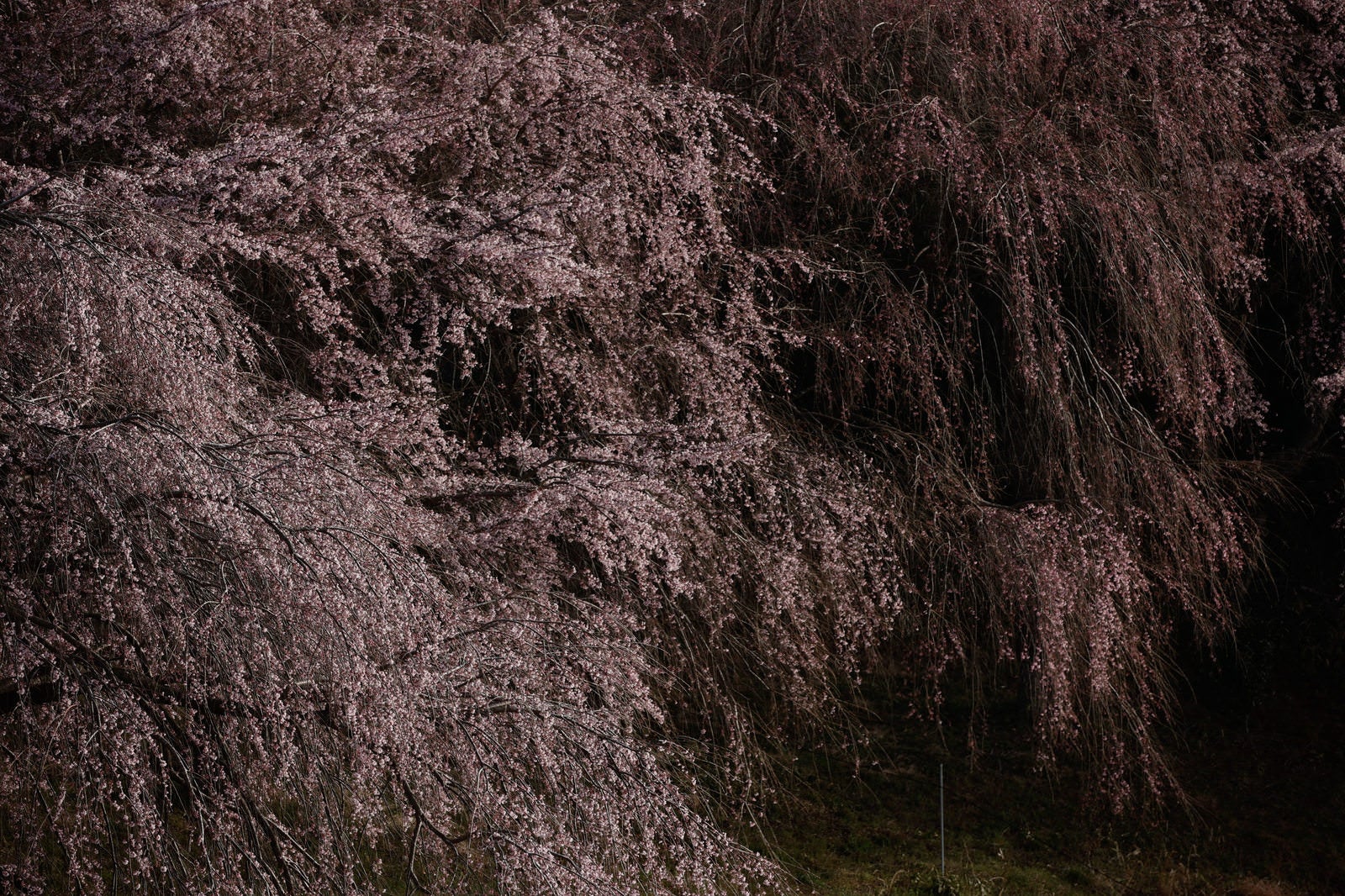 「咲き誇る天神夫婦桜の枝先」の写真