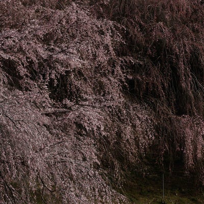 咲き誇る天神夫婦桜の枝先の写真