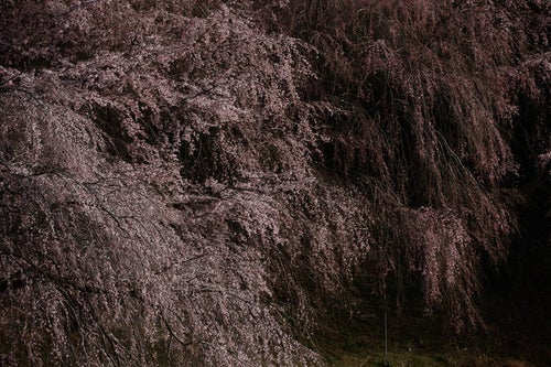 咲き誇る天神夫婦桜の枝先の写真