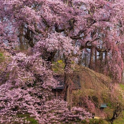 お堂を守るように咲き誇る天神夫婦桜の写真