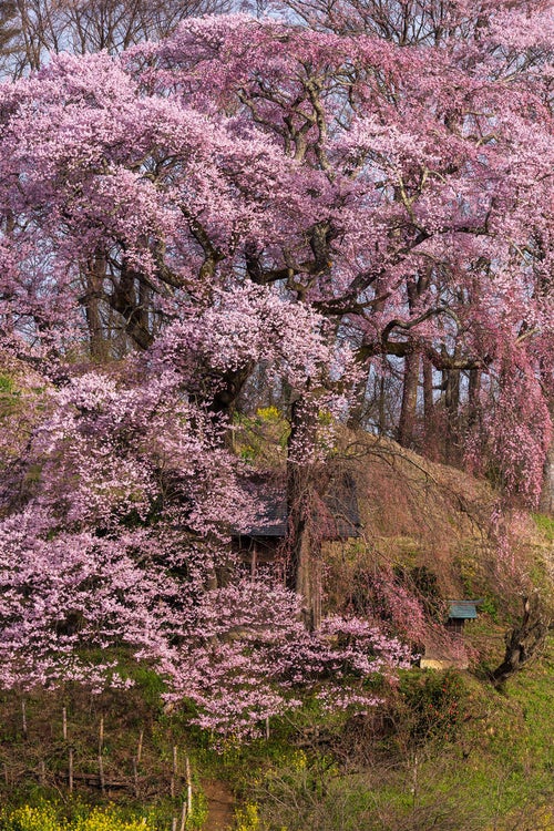 お堂を守るように咲き誇る天神夫婦桜の写真