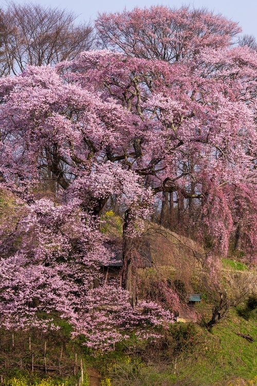 お堂を覆う満開の天神夫婦桜の写真