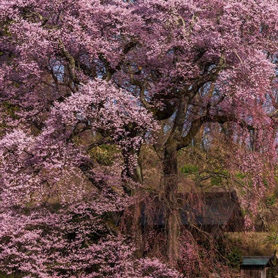 天神夫婦桜のお堂を彩るしだれ桜の満開の写真
