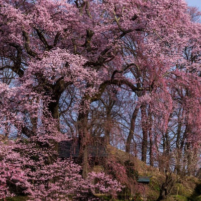 二本の桜が夫婦のように寄り添き咲く「天神夫婦桜」の写真