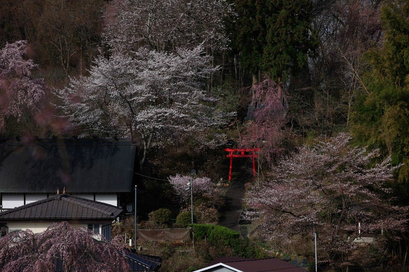 赤い鳥居とヤマザクラ（天神夫婦桜）が咲く春の風景