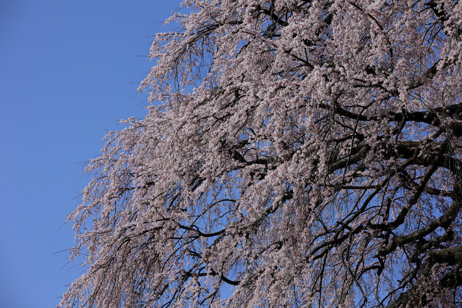 青空を背景に満開の桜の枝が枝垂れるように咲く天神夫婦桜