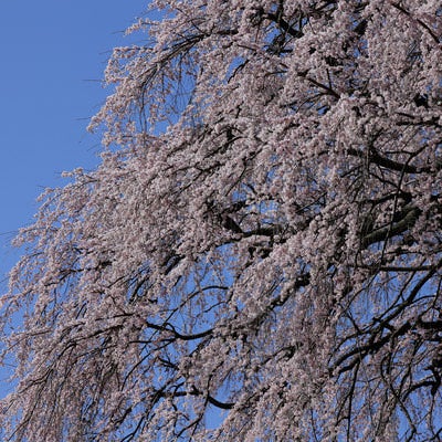 澄んだ青空に映える福島県郡山市の天神夫婦桜満開の写真