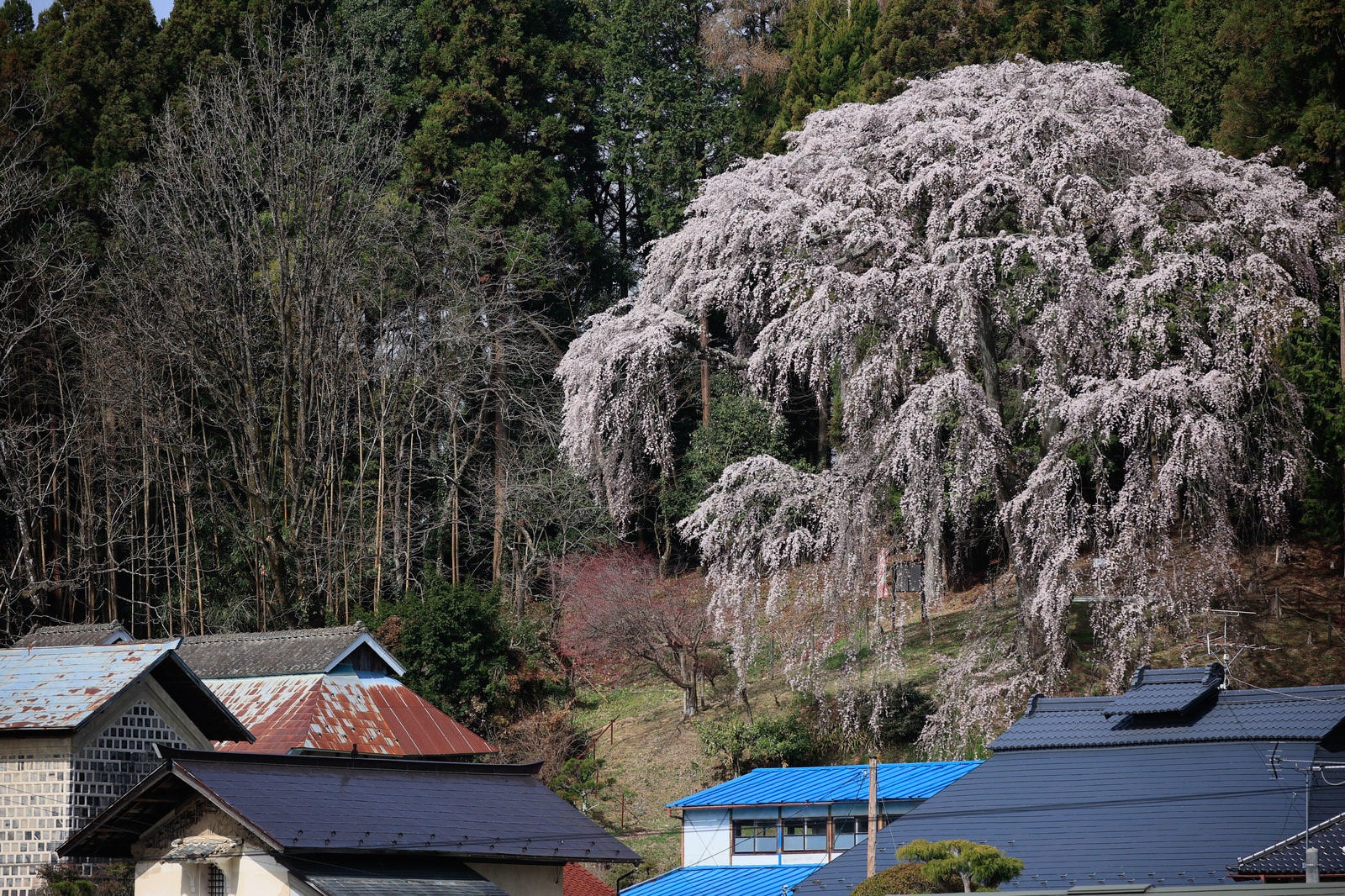 満開のしだれ桜と青い屋根の民家が写った春の風景