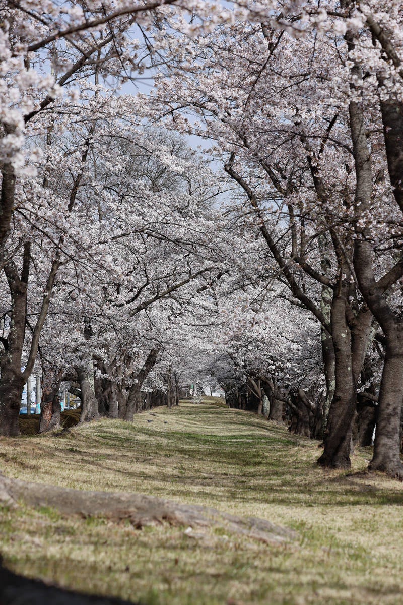 「どこまでも続く桜のトンネル（開成山公園）」の写真