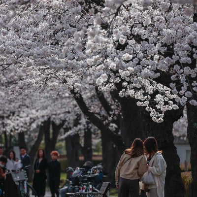 開成山公園で家族撮影を遠くで見守るお花見客の写真