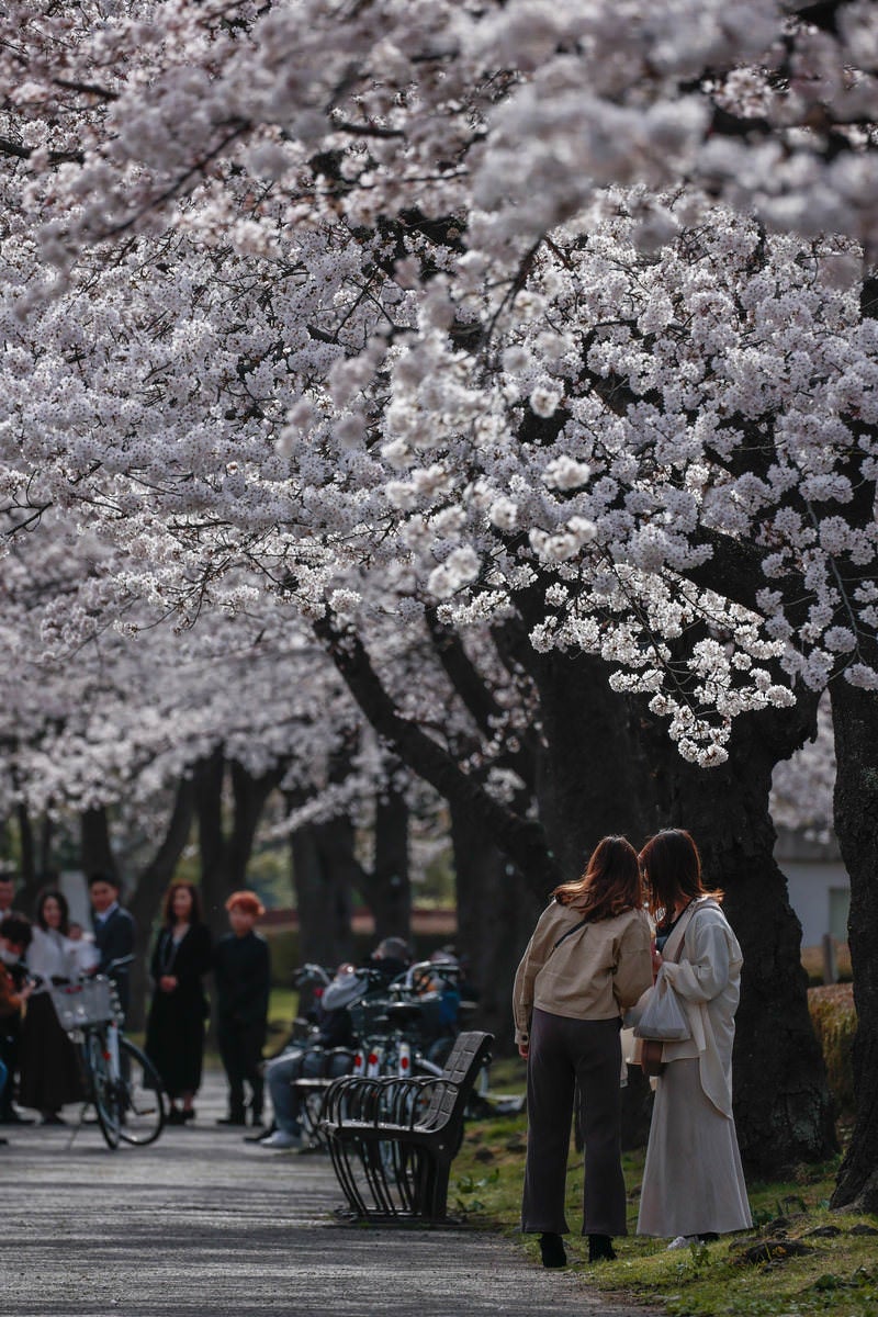 「開成山公園で家族撮影を遠くで見守るお花見客」の写真
