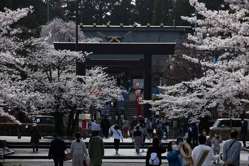 開成山大神宮の鳥居と桜並木の写真
