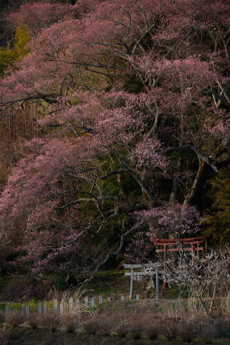 「満開の子授け櫻と鳥居」の写真