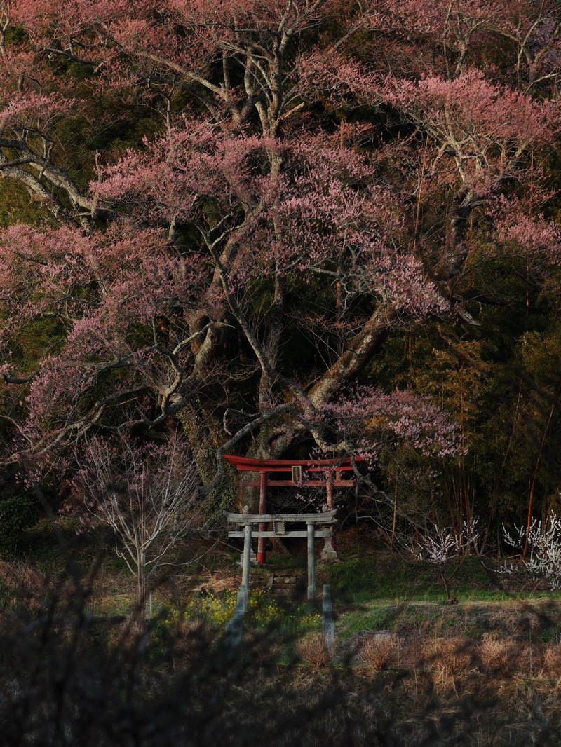 「満開の子授け櫻と大和田稲荷神社の鳥居」の写真