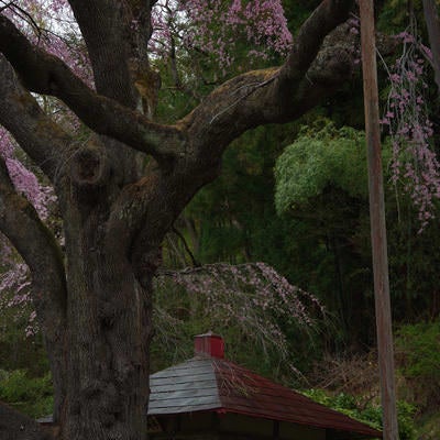 暗がりの地蔵堂（紅枝垂地蔵桜）の写真