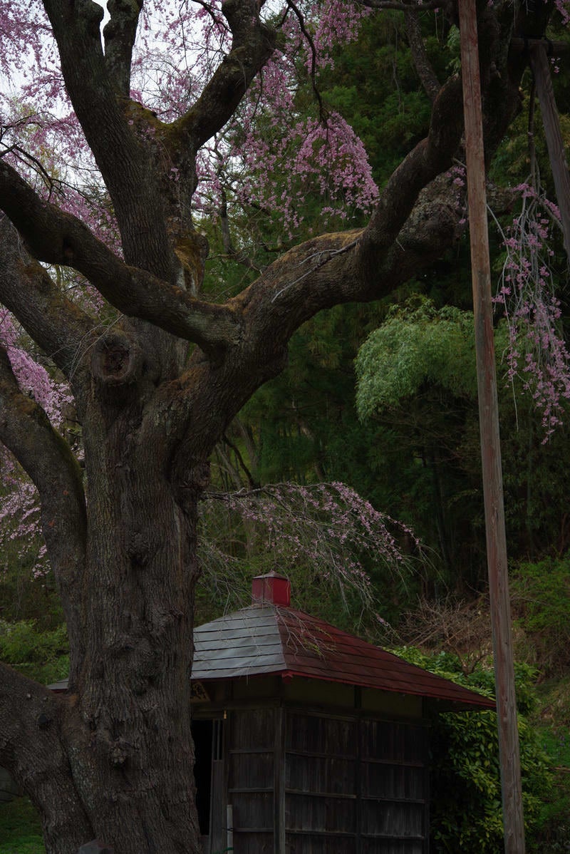 「暗がりの地蔵堂（紅枝垂地蔵桜）」の写真