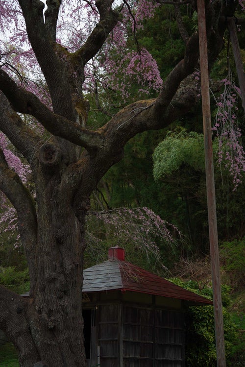 暗がりの地蔵堂（紅枝垂地蔵桜）の写真