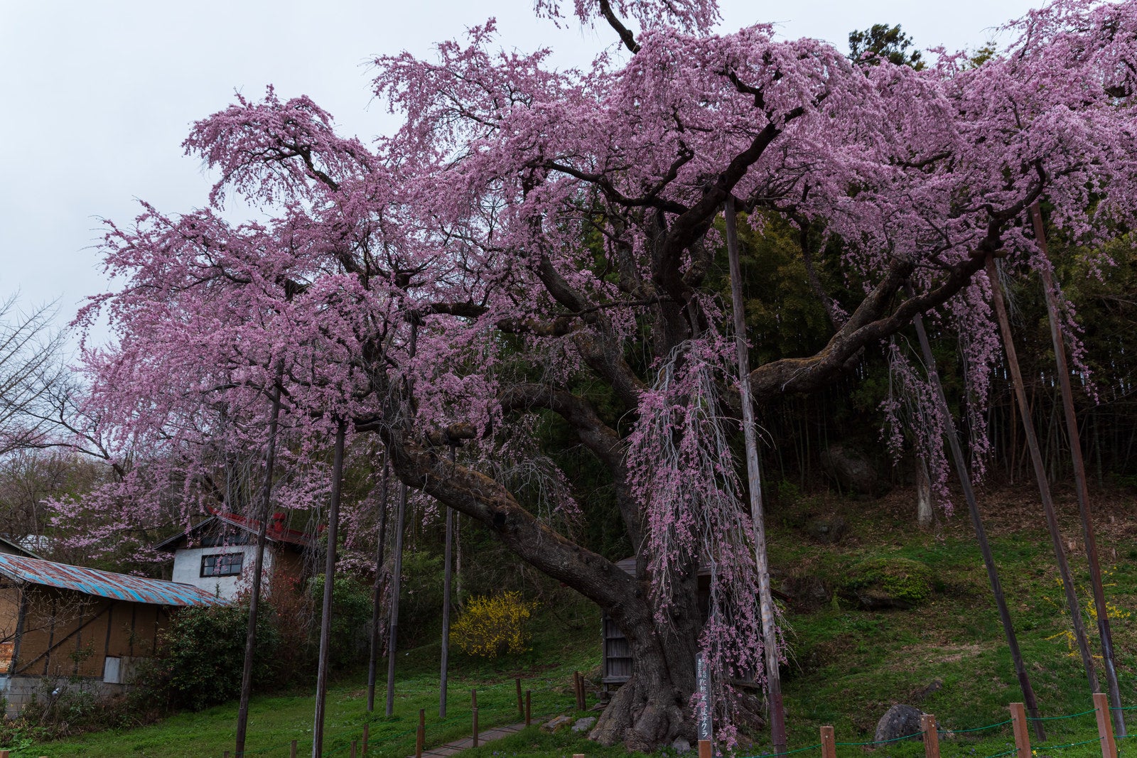 「紅枝垂地蔵桜と隣家」の写真