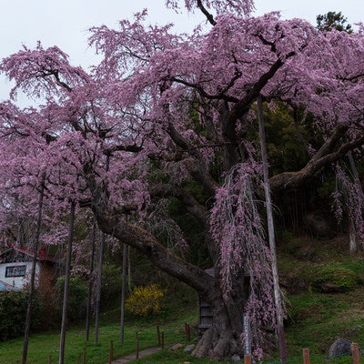 紅枝垂地蔵桜と隣家の写真