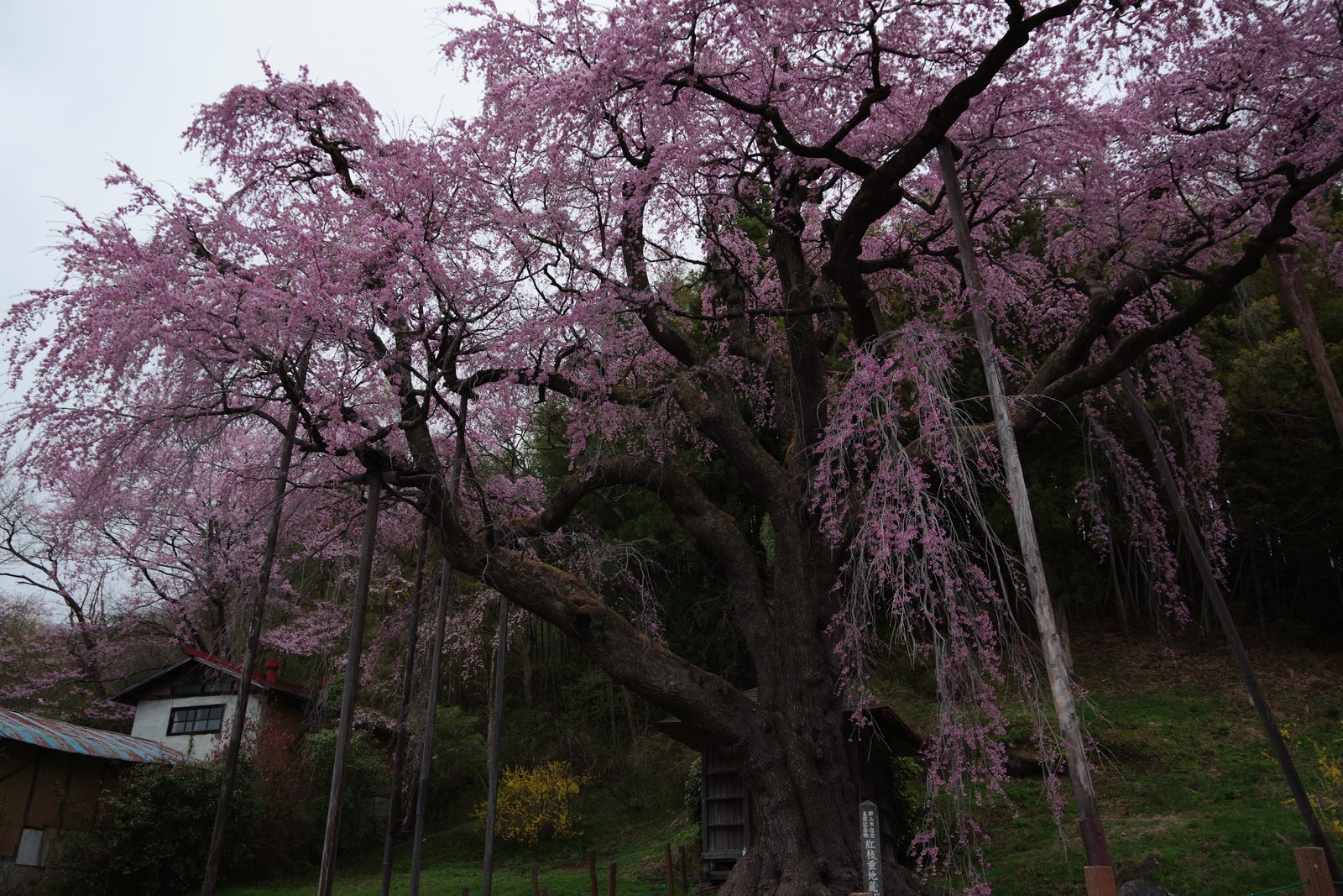 「くもり空と紅枝垂地蔵桜に隠れた地蔵堂」の写真