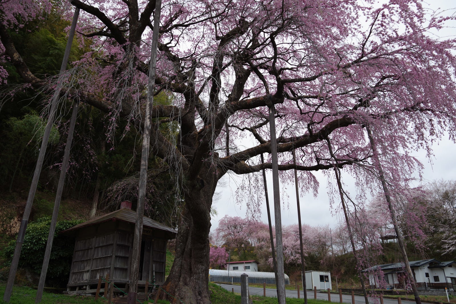 「雨の日の紅枝垂地蔵桜」の写真
