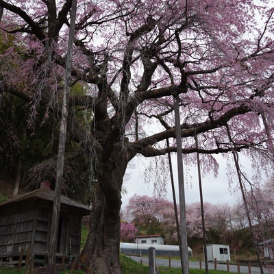 雨の日の紅枝垂地蔵桜の写真