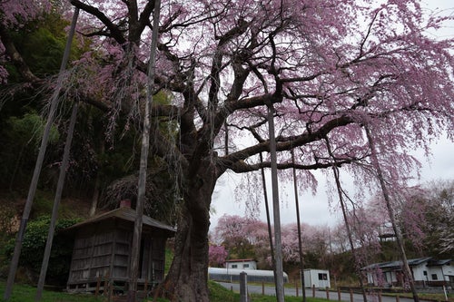 雨の日の紅枝垂地蔵桜の写真
