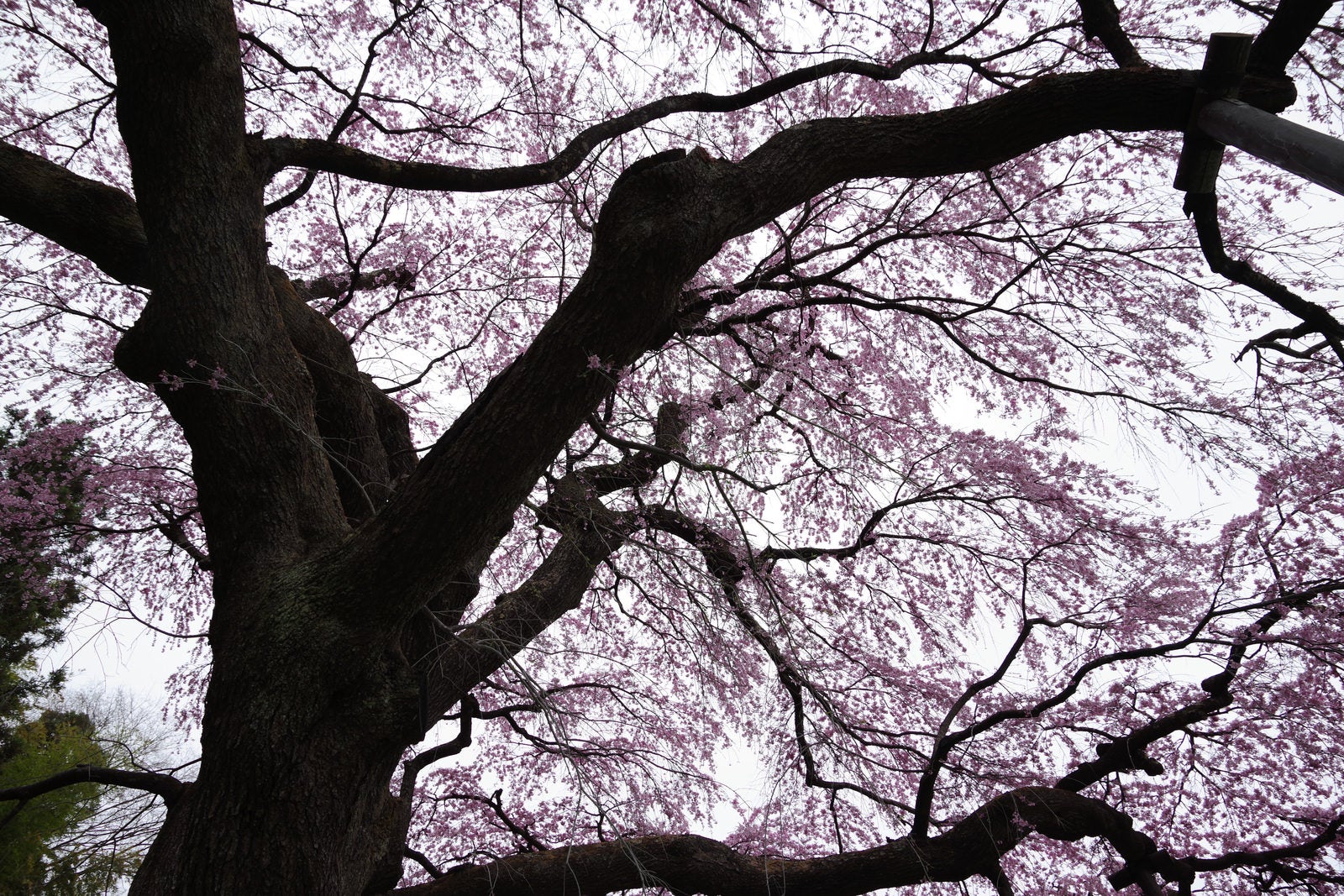 「桜の枝ぶりと桜（紅枝垂地蔵桜）」の写真