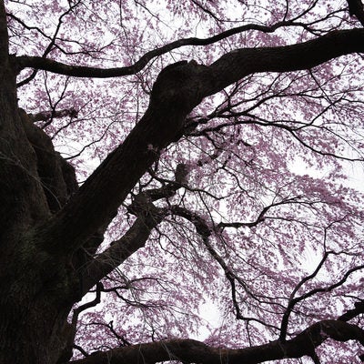 桜の枝ぶりと桜（紅枝垂地蔵桜）の写真