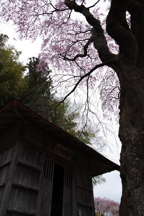桜の木の下に佇む地蔵堂（紅枝垂地蔵桜）の写真