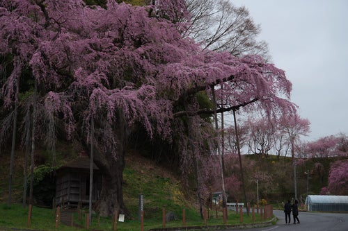 紅枝垂地蔵桜を見に来た花見客の写真