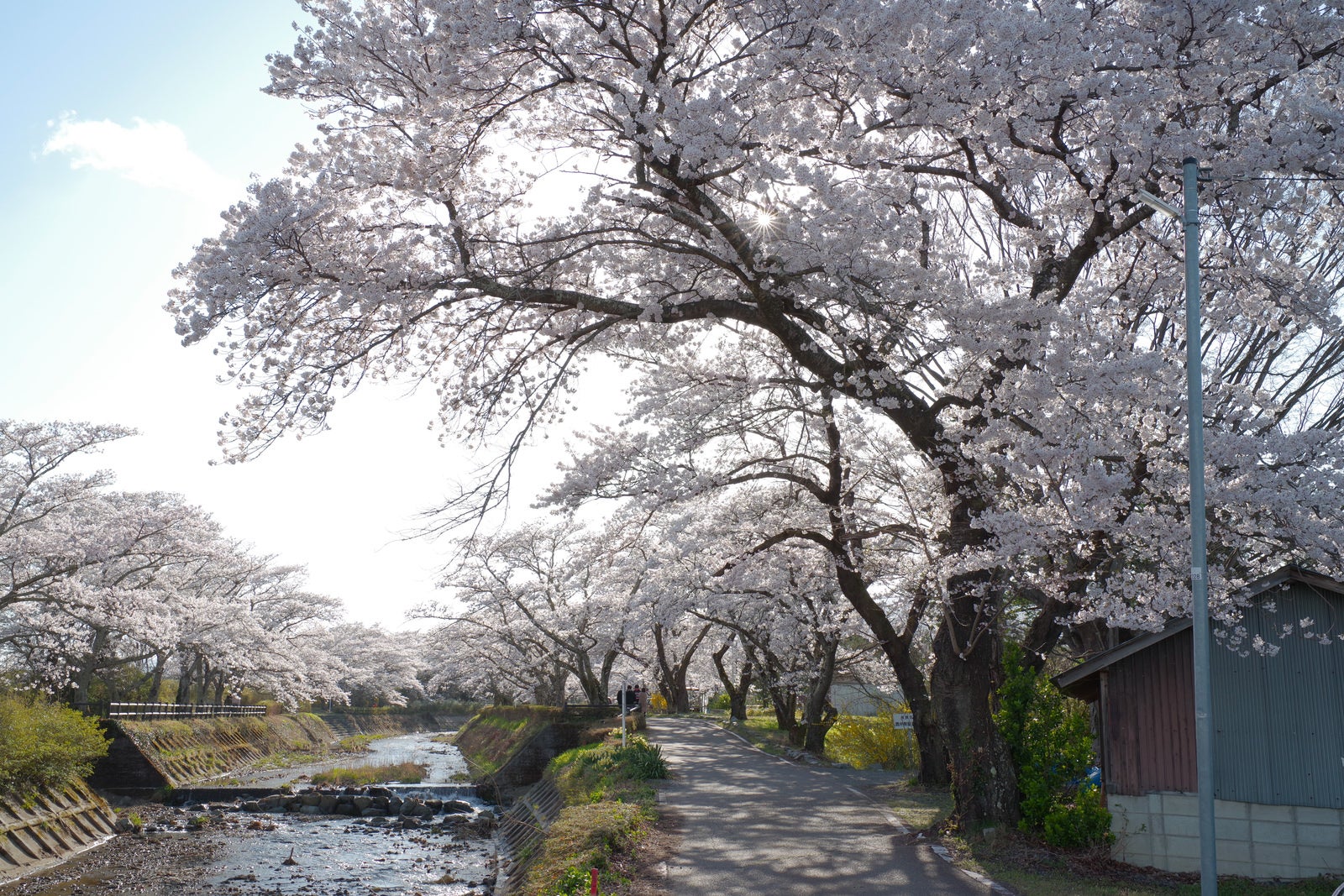「笹原川の千本桜から見える光芒と花見客」の写真
