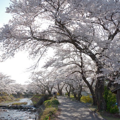 笹原川の千本桜から見える光芒と花見客の写真
