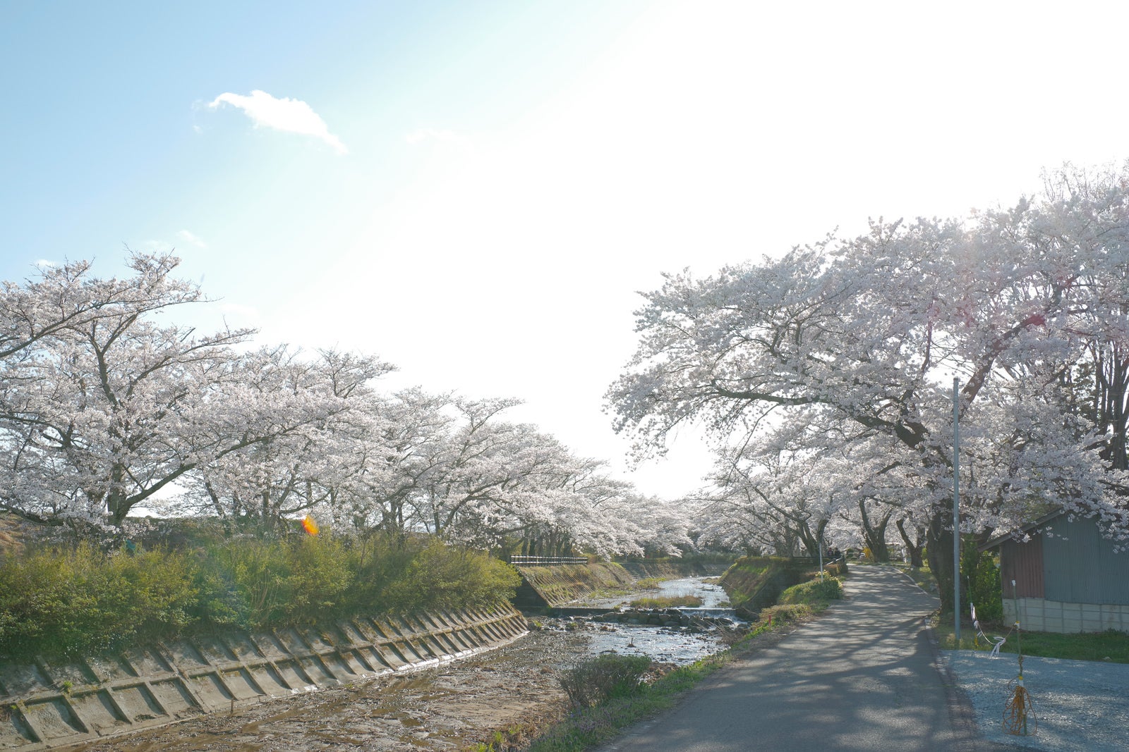 白い満開の桜が両側の木に咲き、川沿いの歩道を彩る春の風景