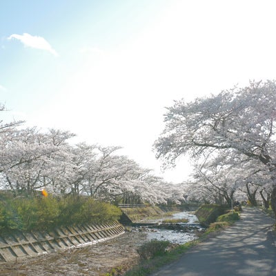 川沿いの満開の桜並木（笹原川）の写真
