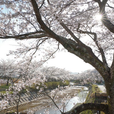 笹原川千本桜の枝間から見える光芒の写真