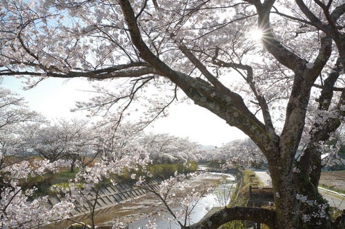 笹原川千本桜の枝間から見える光芒の写真