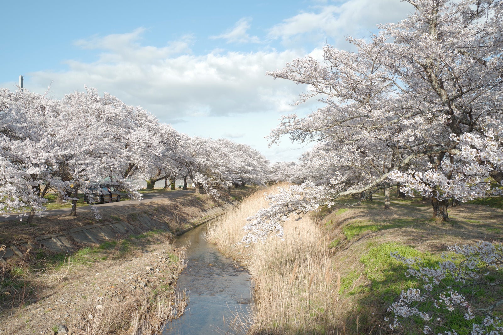 「立ち枯れたススキと笹原川の千本桜」の写真