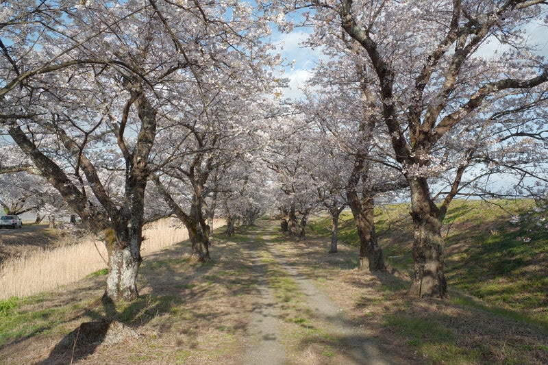 笹原川千本桜の影が残る道の写真