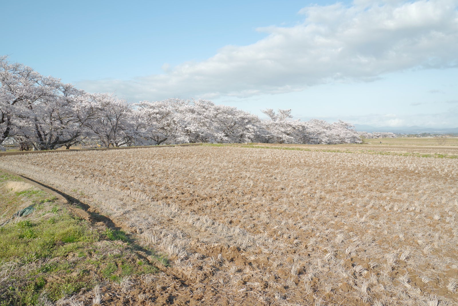 「田畑と笹原川千本桜」の写真