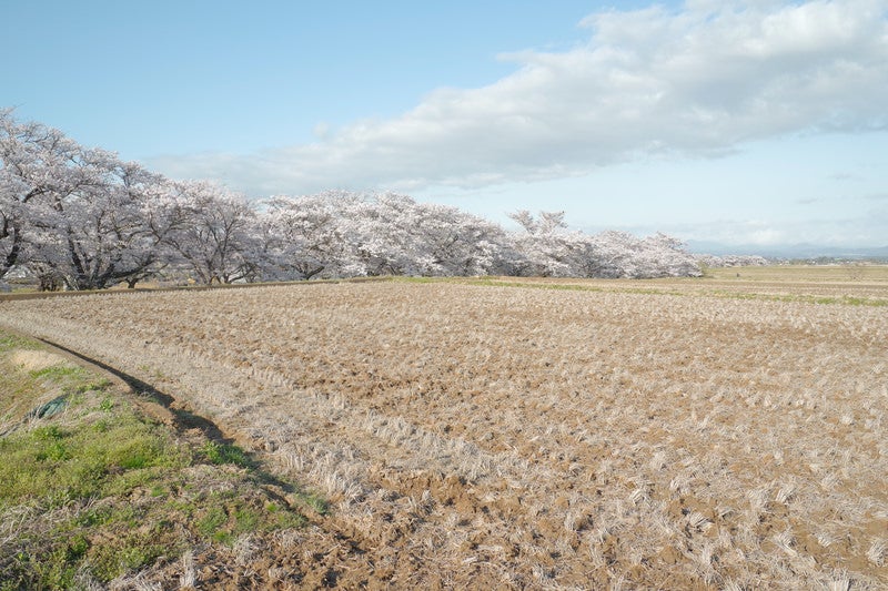田畑と笹原川千本桜の写真