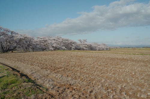 空に浮かぶ大きな雲と田んぼ（笹原川千本桜）の写真