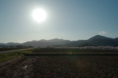 水が入る前の田んぼと太陽（笹原川の千本桜）の写真