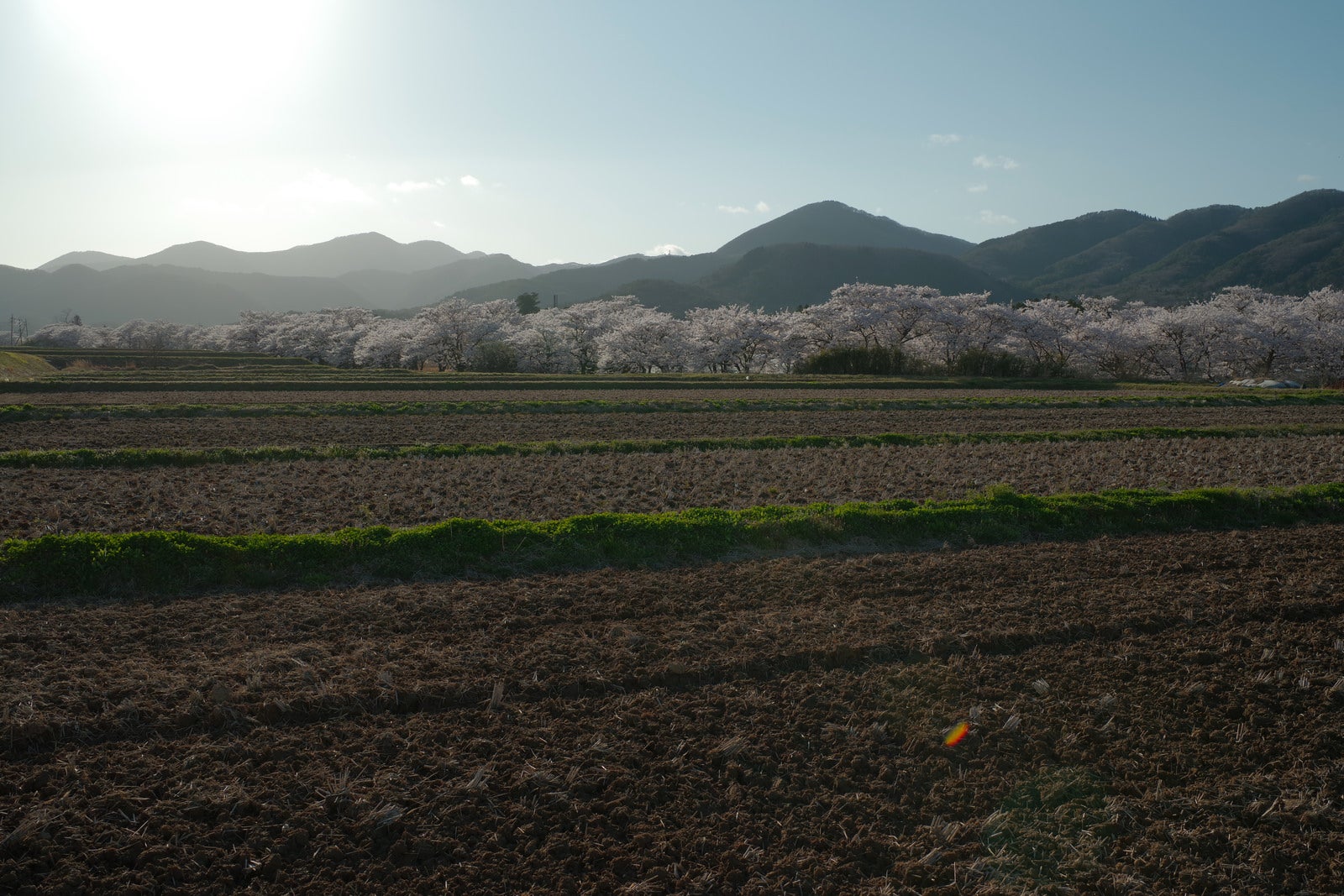 「田んぼを横切る畦道と笹原川の千本桜」の写真