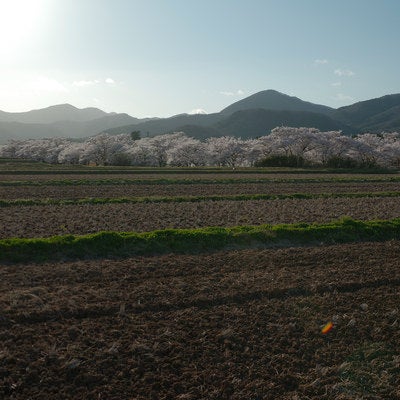 田んぼを横切る畦道と笹原川の千本桜の写真