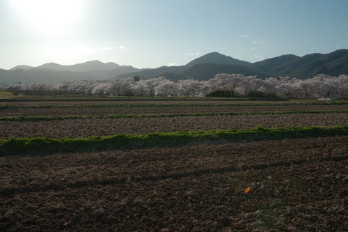 田んぼを横切る畦道と笹原川の千本桜の写真