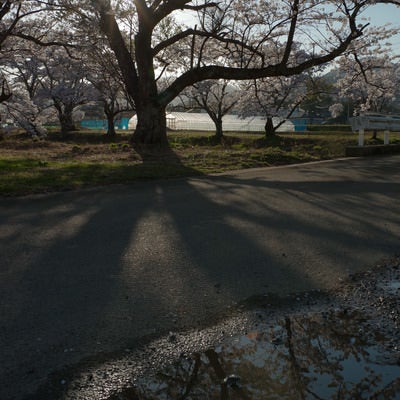 水溜りと並木道に伸びる笹原川千本桜の影の写真